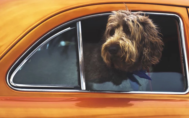 A dog with its head out of a car window